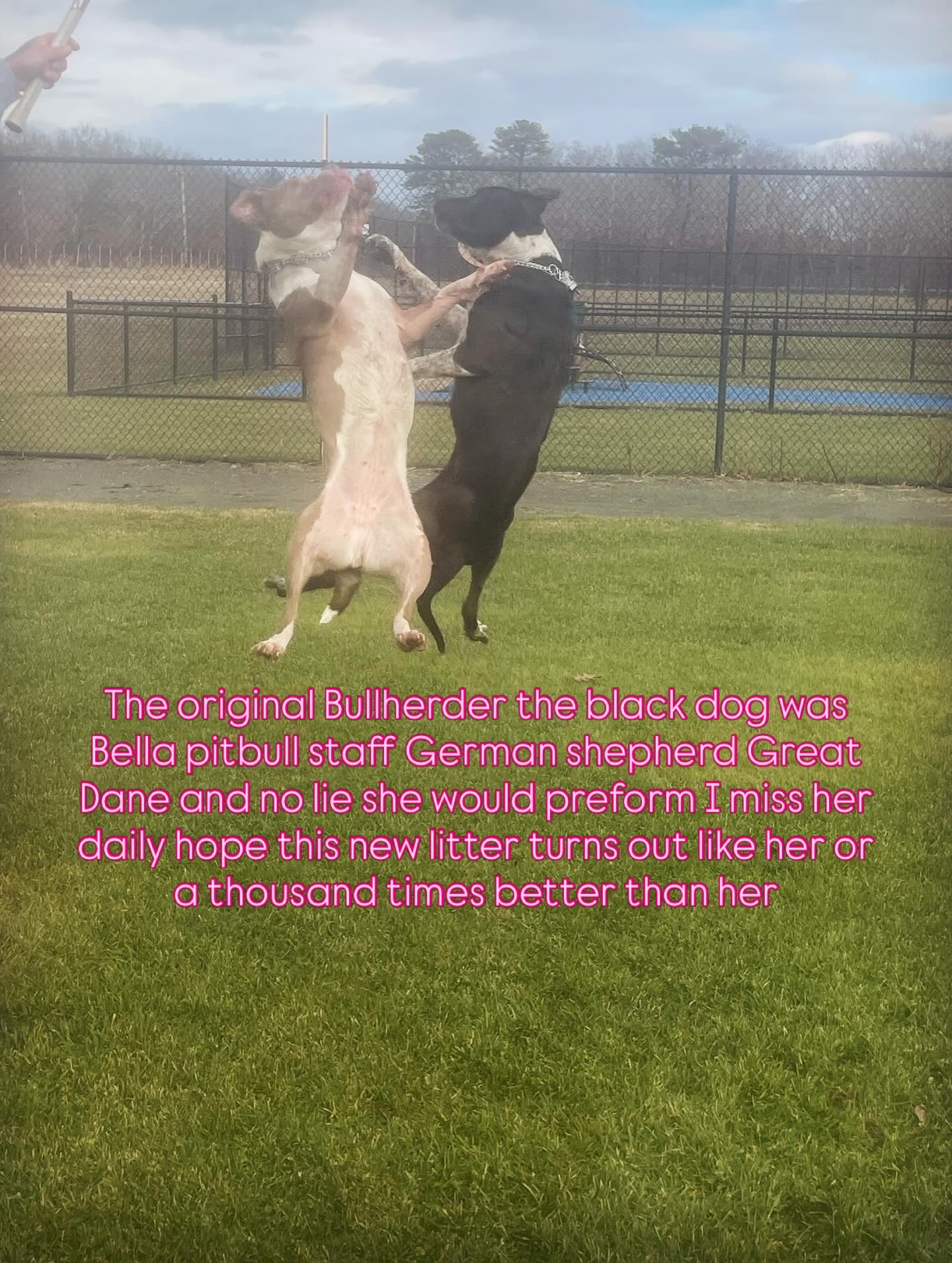 Bella — original Bullherder