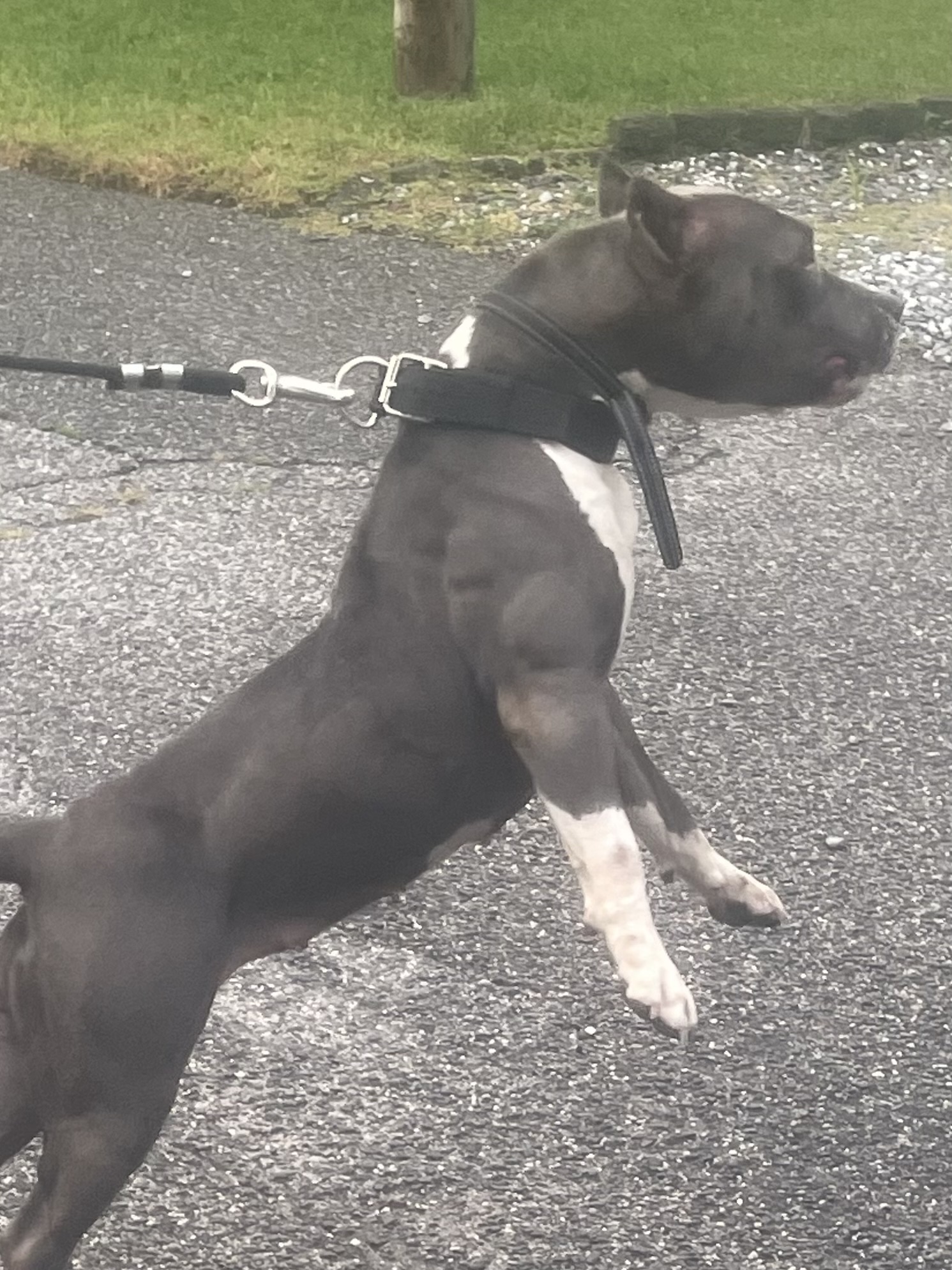 Rocksolid Bullherder